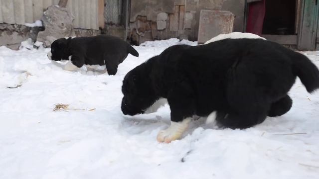 Сао детки - 30 дней. Помет "Н", Бон Виктори. (Вирадж + Евгеника) смотреть онлайн