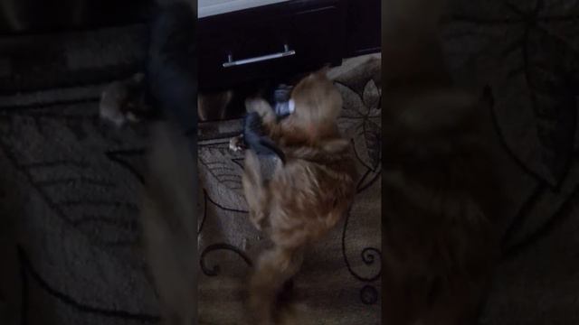 Игры котов . Мелкий Туфук нападает на Мейн_Куна Мишку. смотреть онлайн