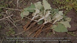 Заготавливаем лечебное сырье правильно — когда собирать корень лопуха