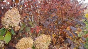 Обзор очень КРАСИВОГО САДА ! + полезные советы. Сад Светланы и Сергея Декуновых .