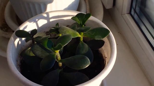 #Растушки в январе #Елки_новогодние смотреть онлайн