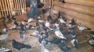 Свердловские голуби:  чернозобые, мраморные, рябые. Тугулым.