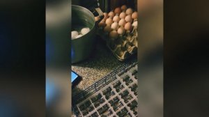 Дезинфекция инкубационного яица столовым 9% уксусом.