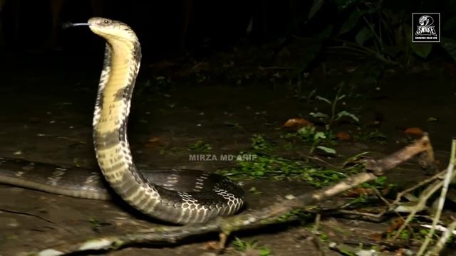 नागराज:संसार का सबसे लम्बा विषधर सर्प इस परिवार के साथ 6 महीनो से रह रहा था। Deadliest King Cobra смотреть онлайн