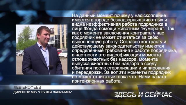 собаки в центре города смотреть онлайн