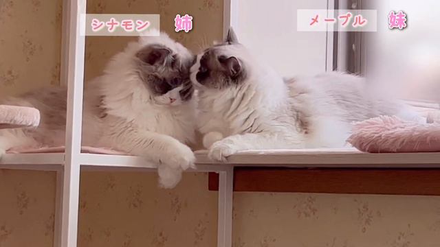 生まれた時からずっと一緒の仲良し姉妹猫がこちらです смотреть онлайн