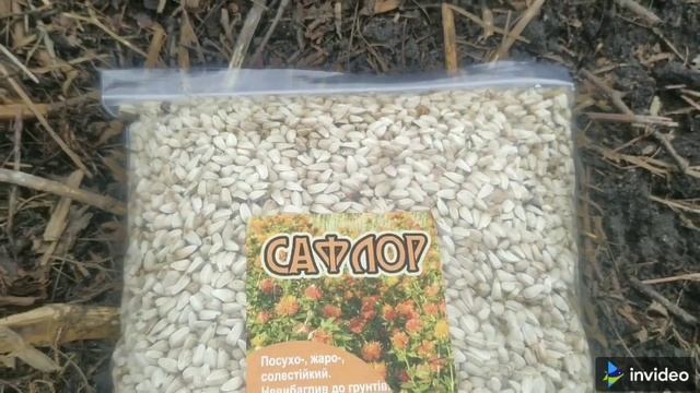Летняя сидерация грядок после уборки лука и чеснока. смотреть онлайн