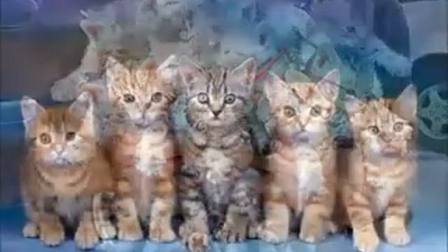 Смешные картинки про животных под музыку(песню)