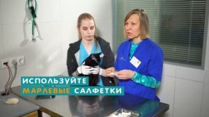 Как правильно чистить и чем промыть глаза коту, кошке или котенку. Совет ветеринара