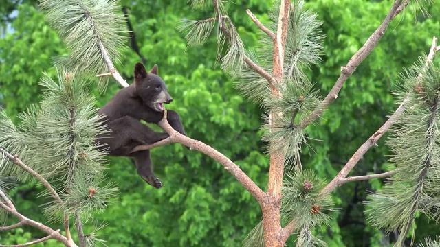 01. ФУТАЖ. Медведь на дереве (Bear on a tree) 4K смотреть онлайн