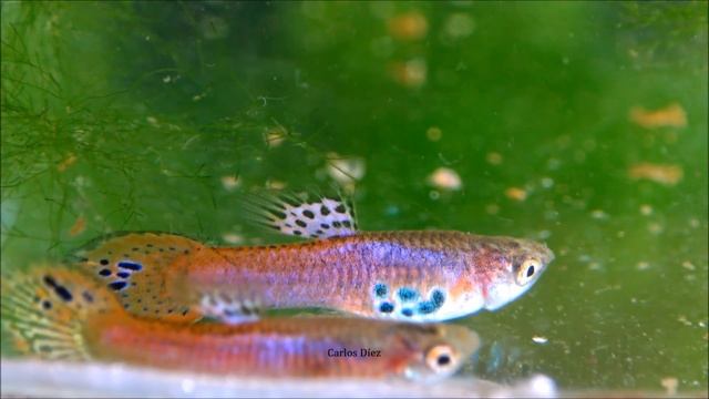 Pink & Emerald Spots Endler - My new Endler strain ᴴᴰ смотреть онлайн