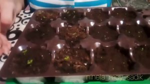 #Петунии ниточки🌱, тянется #рассада,что делать?