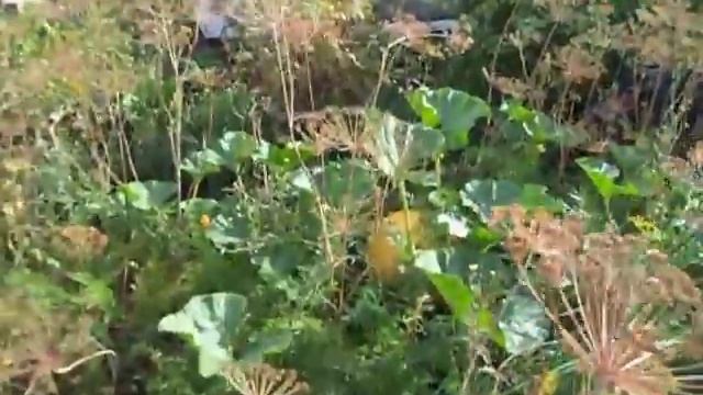 УРОЖАЙ КАБАЧКОВ И ТЫКВ НА ТЁПЛОЙ ГРЯДКЕ смотреть онлайн