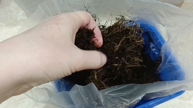 Сибирским ирисам нужен холодный старт! смотреть онлайн
