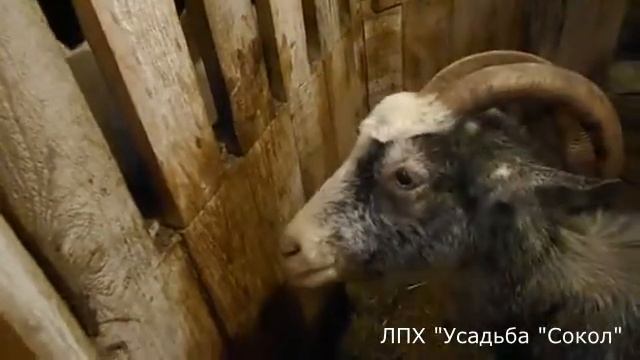 Дедовщина в козовнике или как ведет себя доминантная коза смотреть онлайн