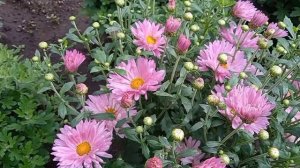 Обзор ранних корейских хризантем в моем саду.