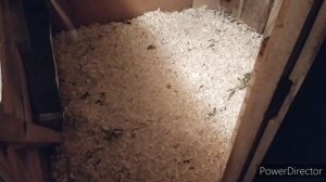 содержание разных  кур.в одном курятнике. содержание разной птицы