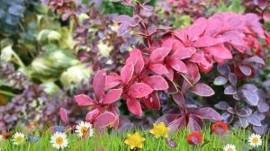 Барбарис тунберга Голден Ринг ? Обзор: посадка и уход. саженцы барбариса: описание и особенности