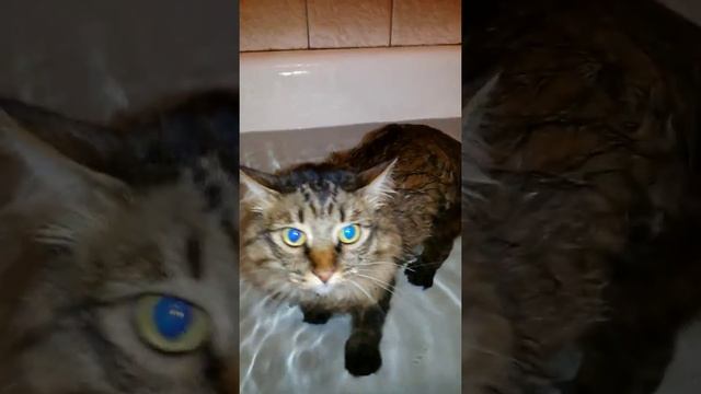 водоплавающий кот 1 смотреть онлайн