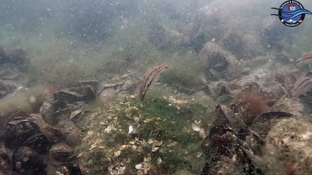 Symphodus cinereus Bonnaterre - the amazing protector смотреть онлайн