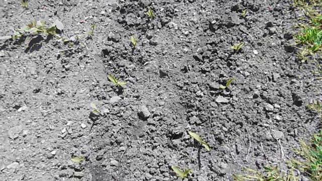 Когда Сажать Кукурузу ?! Посадка Семенами в Открытый Грунт. Выращивание и Уход Ч.2