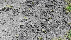 Когда Сажать Кукурузу ?! Посадка Семенами в Открытый Грунт. Выращивание и Уход Ч.2