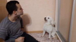 Минусы породы малый пудель | Кому не надо заводить пуделя