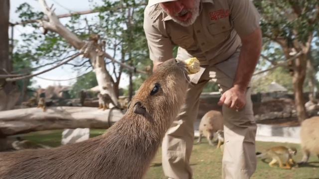 Exploring Fame Park Zoo in Dubai! смотреть онлайн