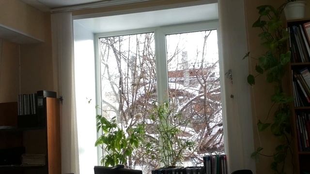 Птичка настырно стучится в окно. смотреть онлайн