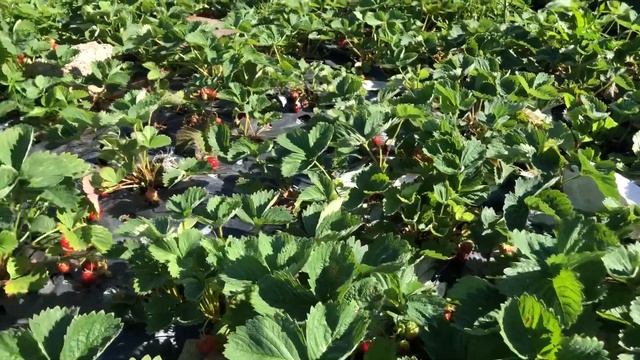 Помидоры,Огурцы на чёрной плёнке в парнике!?? Все растёт в огороде на плёнке без травы!✌️?Вильнюс смотреть онлайн