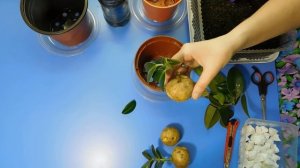 ?ЧЕРЕНКИ В КАРТОШКЕ !!! ПРАВДА ИЛИ ЛОЖЬ ... ?