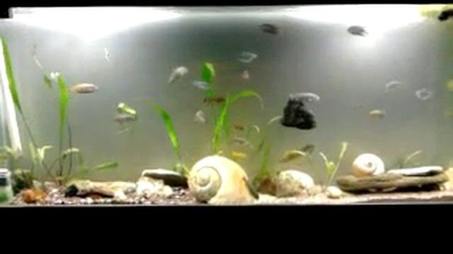 akvarium ciklidi i oskar :) смотреть онлайн