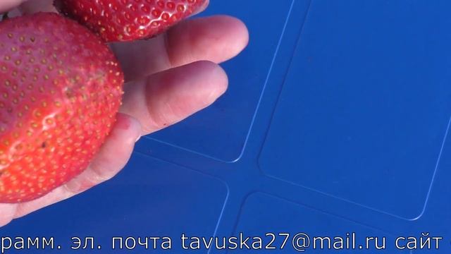 ПОЛВИНА среднеспелый десертный сорт смотреть онлайн