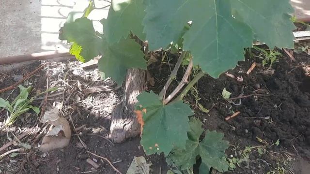 .Аватар,Рататуй,Арарат,Хэллоуин.Прививки винограда-разные вариантыКак нужно полить виноград?! часть смотреть онлайн