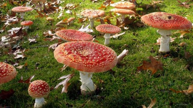 Картинка природа. ШЛЯПКА, КРАСНАЯ, ЛУЖАЙКА, ПОЛЯНА, МАКРО, ТРАВА, ГРИБЫ, ЗЕЛЁНАЯ. смотреть онлайн