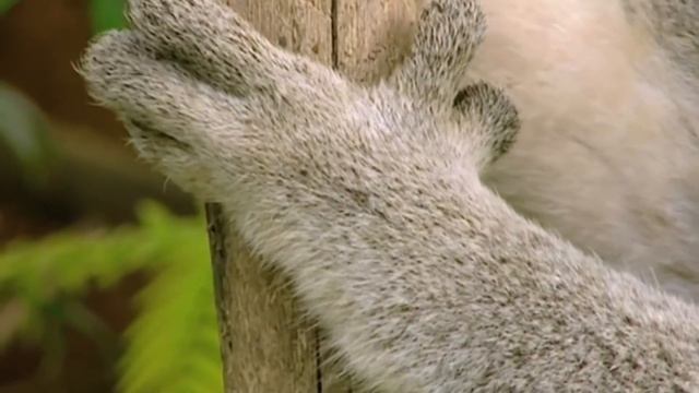 Топ 10 самых медленных животных смотреть онлайн