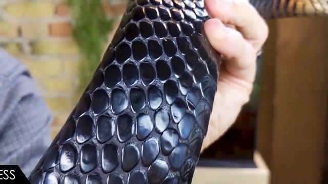 Eastern Indigo, The Best Pet Snake? смотреть онлайн