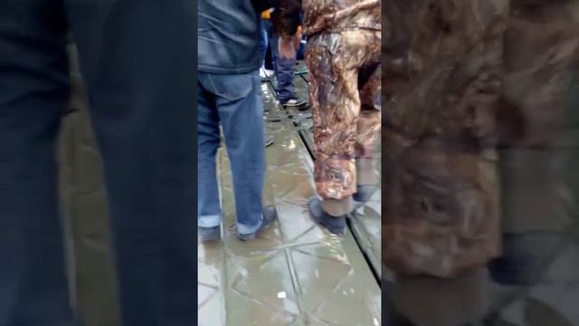 Ловля Толстолоба на Зеленом остраве 19.04.2015г. смотреть онлайн