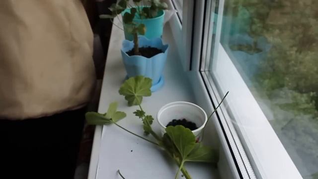 Как рассадить герань смотреть онлайн