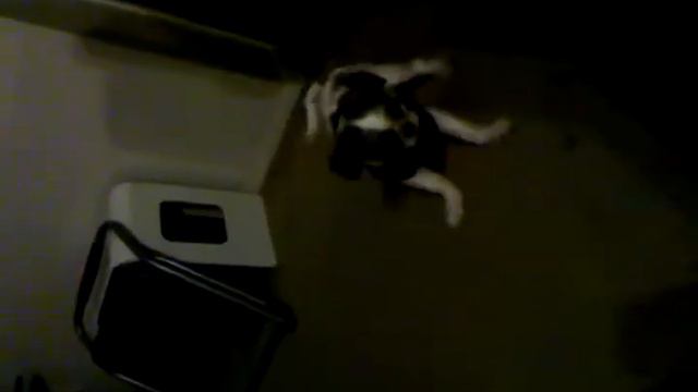 Gizmo doing puppy sprints then choking on nothing смотреть онлайн