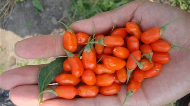 годжи для похудения купить смотреть онлайн