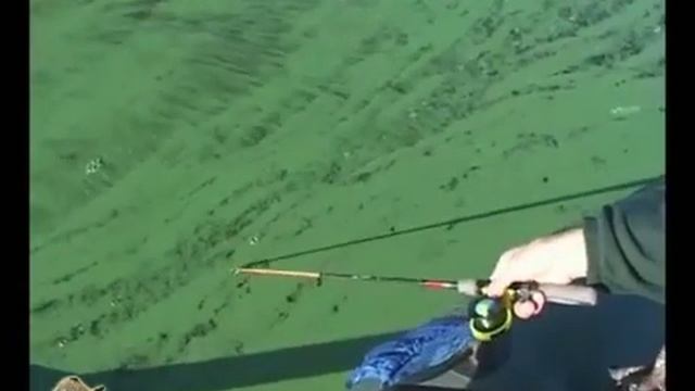 Судак на живца. Способ ловли.mp4 смотреть онлайн