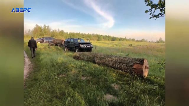 Волинянин незаконно зрубав дуби на території лісового заказника смотреть онлайн