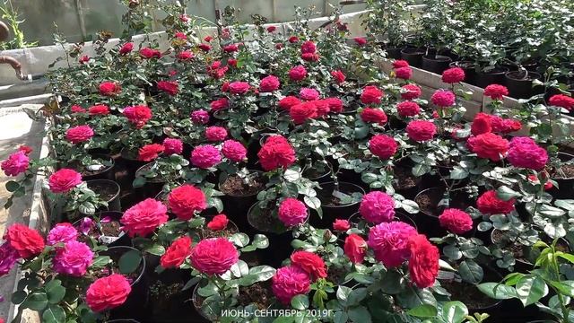 Обзор розы Ред Леонардо да Винчи (Флорибунда) - Red Leonardo da Vinci (Meilland Франция, 2003) смотреть онлайн