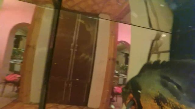 Астронотусы и цихлиды в аквариуме на 200л. смотреть онлайн