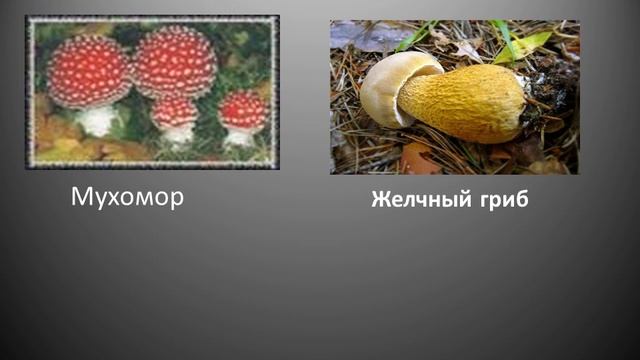 О молниях, змеях, собаках и прочем смотреть онлайн