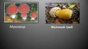 О молниях, змеях, собаках и прочем