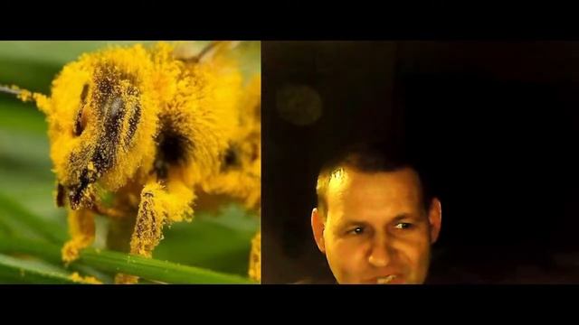 Поспілкуємося про Соняшник,Канді,Японский Вулик смотреть онлайн