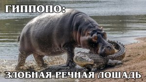 БЕГЕМОТ: «Кровавый» пот и дружба с крокодилами | Интересные факты про бегемотов и животных Африки