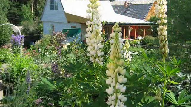 Сад сиб.2_0001.wmv смотреть онлайн